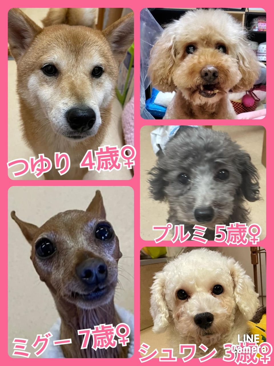 🐾今日の里親様募集中ワンコ🐶メンバーです🐾2021,12,11【保護犬カフェ天神橋店】